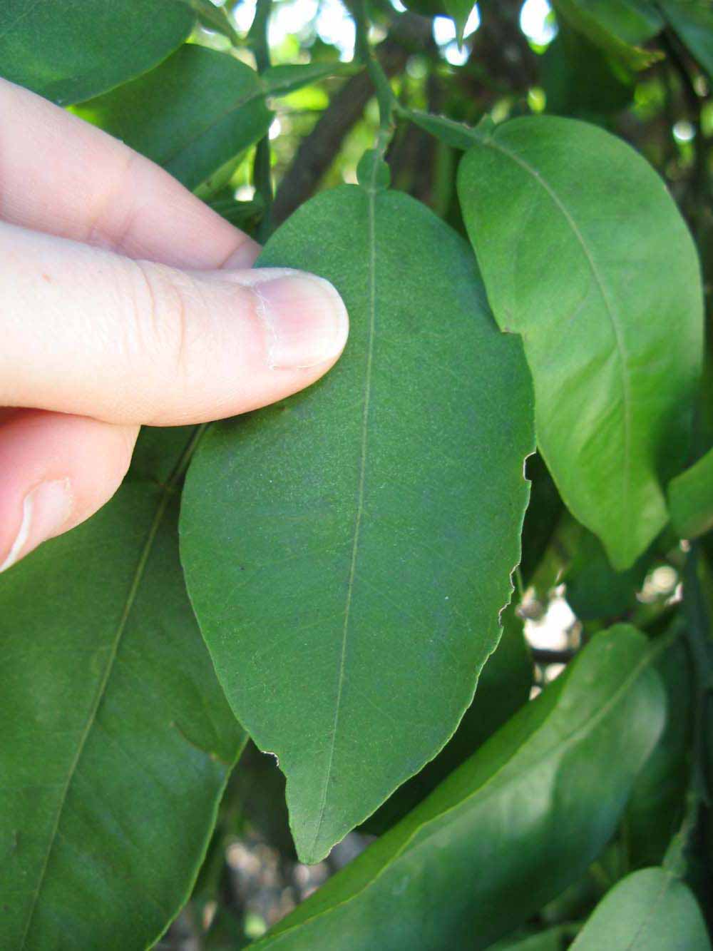              Unifoliolate leaf (Winter Haven, FL)       